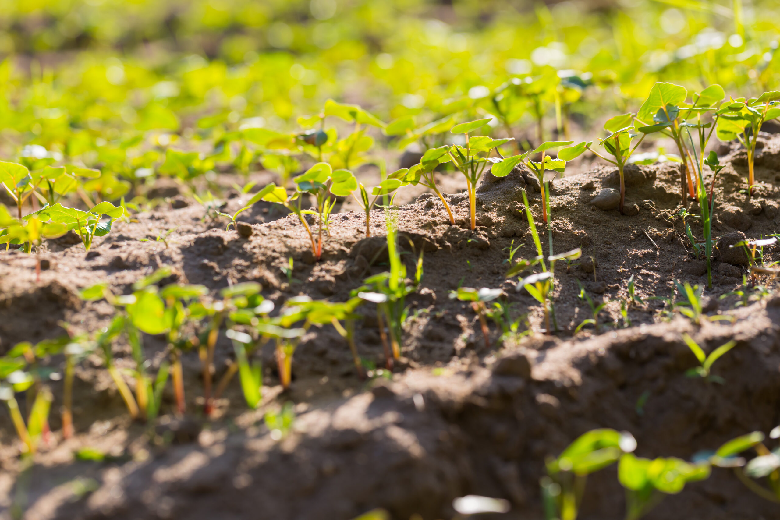 Drones agricolas